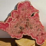 Plaque rhodocrosite Plaque rhodocrosite Minéraux et Cristaux DV