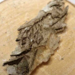 Pyrite sur mica 1 Minéraux et Cristaux Pyrite sur mica 1 Minéraux et Cristaux