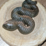 Serpent labradorite 1 Minéraux et Cristaux Serpent labradorite 1 Minéraux et Cristaux